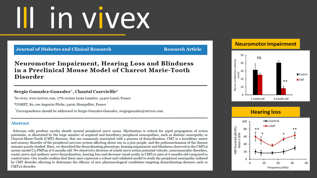 Neuromotor impairment and hearing loss in a preclinical mouse model of Charcot Marie Tooth disorder.

invivex.com

#myopathy #neuropathy #hearingloss #deafness #axon #research #preclinical #CRO #pharmacology #efficacy #CMT #mouse #myelin #Schwanncell #PNS