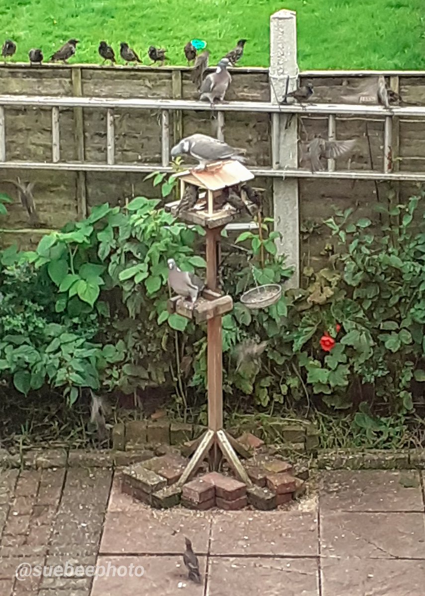 suearcheryqueen's tweet image. Looks like the starlings are finally getting the hang of queueing to pick up their food.

#queueing #starlings #getorganised