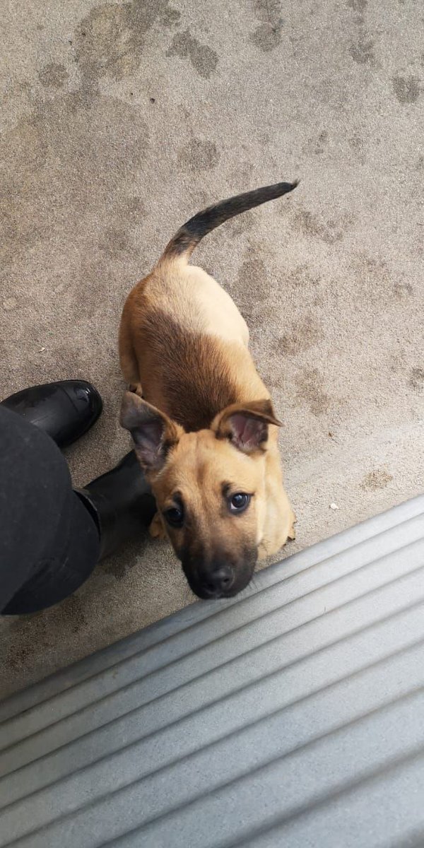 where can i get a hamster