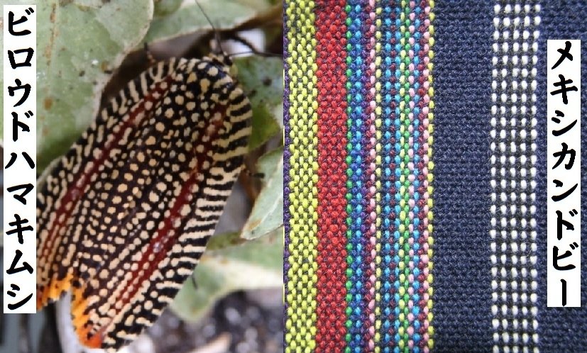 تويتر 五所菊雄 Goshokikuo على تويتر きれいな虫を初めて見ましたが まるでステッチ模様です 布は１００均でインド 製ですが 名前からして西インド辺りの雰囲気です 行ってませんが どちらが真似たと言っても差し支えないようです 太陽の下で 同じ生き物