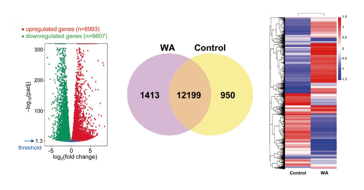 NovogeneAmerica's tweet photo. Don't forget! #RNAMonth promotions: https://t.co/uxsxFMrxSV. Secure our #NGS expertise as S.H Kim, et al did in "RNA-seq reveals novel mechanistic targets of withaferin A in prostate cancer cells". Should any additional considerations be made? Read more: https://t.co/ifhRlZWYty https://t.co/GDIU560277