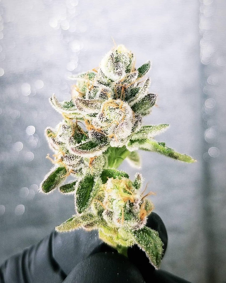 Happy Tuesday #CannabisCommunity🌱 Wedding Cake is ready🎂🥳

#GrowYourOwn 
#StonerFam 
#THCTuesdays 
#WeddingCake 
#BackyardBuddha