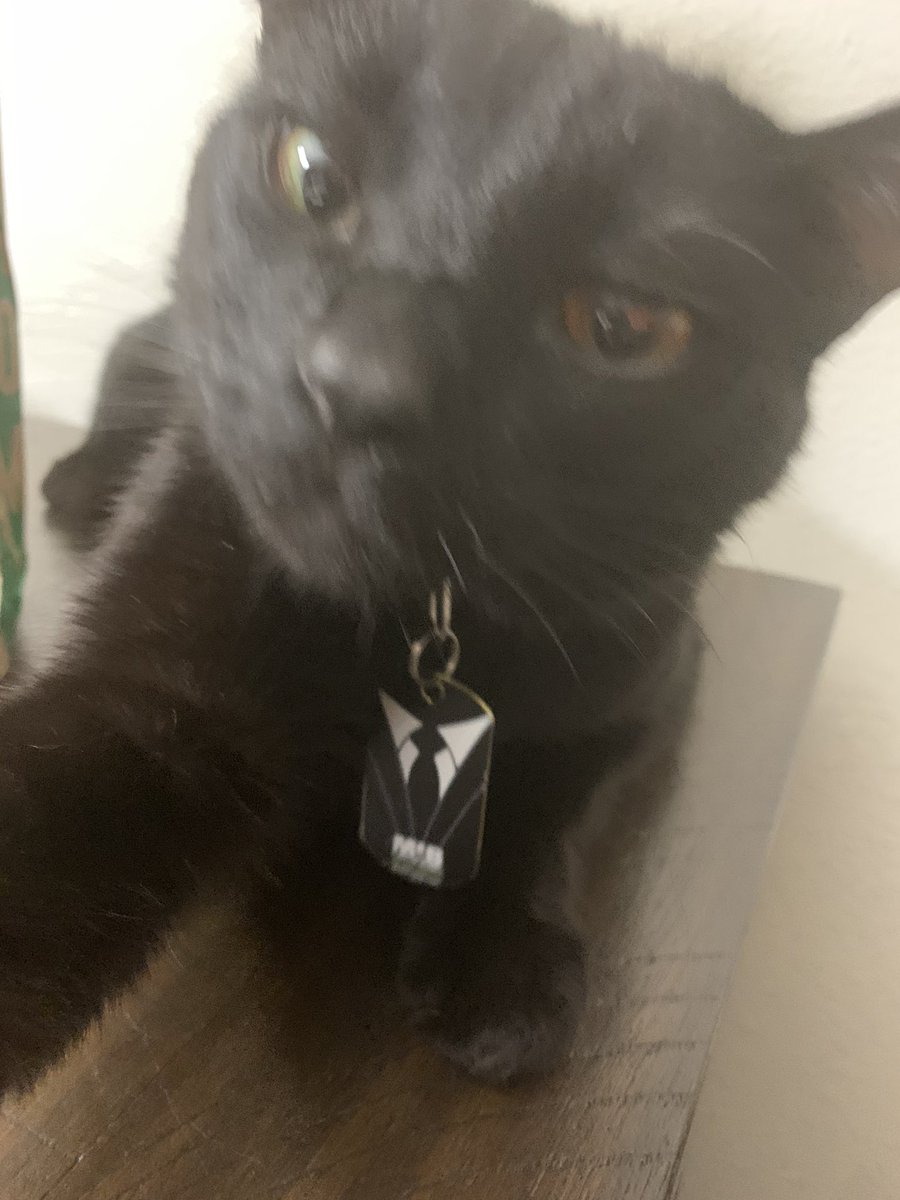 gothykh's tweet photo. @OfficialMonstaX do u think my my cat is a good boy https://t.co/RcU8VtBBV7