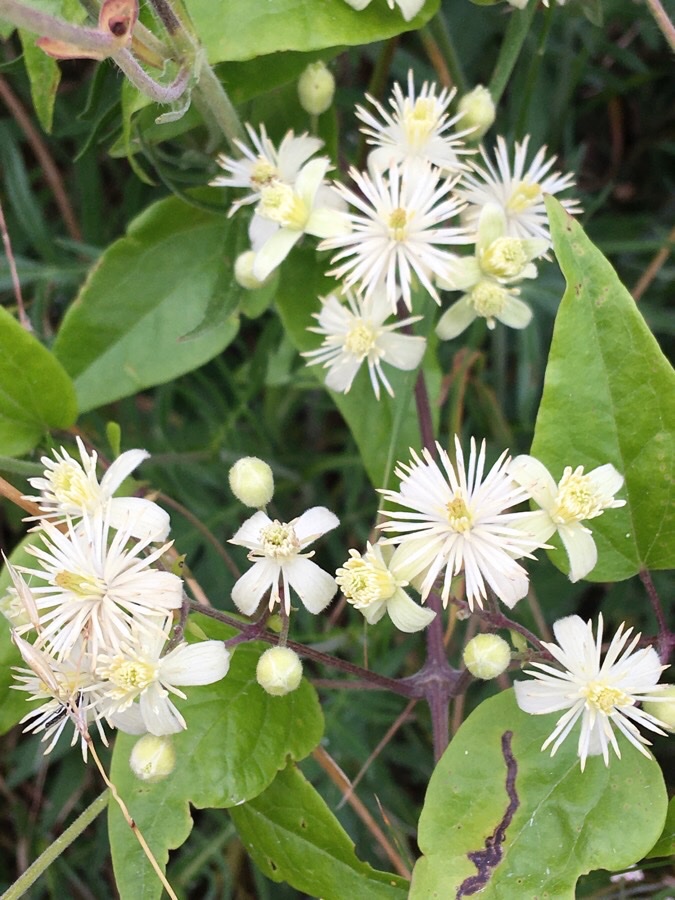 Old man’s beard and ploughman’s spikenard on today’s walk