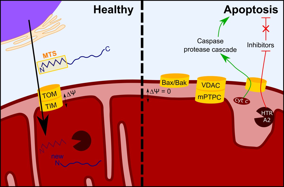 I was intrigued by how EPEC injects its virulence factors into human cells, with some going to mitochondria. While  #mitochondria are more commonly thought of as theof the cell, they actually play a hugely important role in host cell death/survival pathways. 4/
