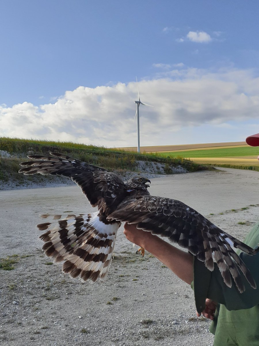 #Harriers are also my study system. Have deployed 41 GPS tags this year on 35 hen and 6 Monties. To investigate their interactions with wind turbines among other things. Towards biodiversity friendly wind energy development. <a href="/grauwekiek/">Grauwe Kiekendief - Kenniscentrum Akkervogels</a> @NEFieldUnit <a href="/RSPBScience/">RSPB Science</a> <a href="/imbe_marseille/">IMBE</a>