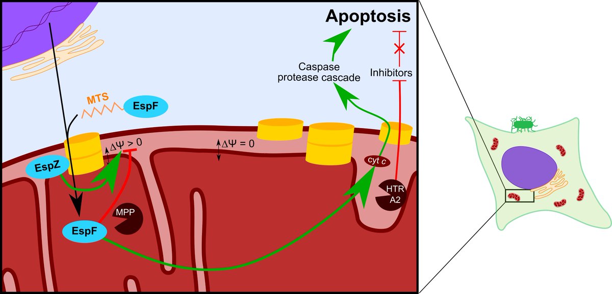 So when EPEC infects our intestinal cells and sends virulence factors like EspZ to mitochondria, they're in the right spot to influence human cell death, e.g. apoptosis. 5/