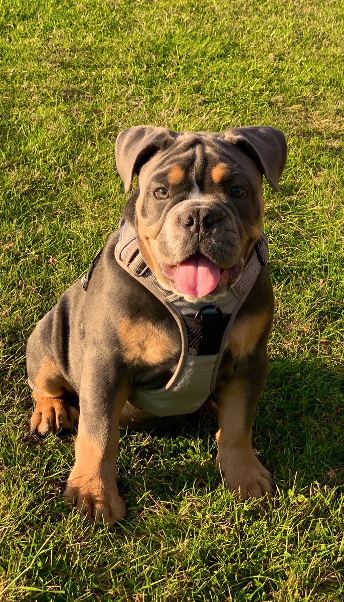 BullyCheeto's tweet image. Starting to look a big boy now 🐾
15 weeks old! #puppylife #oldeenglishbulldogge #puppiesoftwitter #puppiesofinstagram