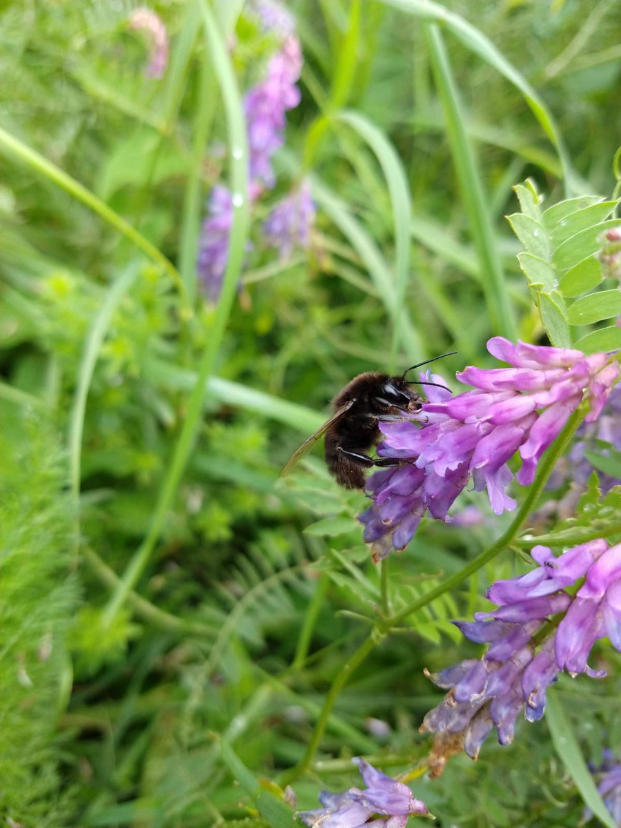 nikkigammans's tweet image. Do you know how to identify the most common #bumblebee species and want to expand your knowledge? On Monday with @KentWildlife I will be running an online intermediate course which covers all UK bumblebee spp ID and ecology @BumblebeeTrust  kentwildlifetrust.org.uk/events/2020-08…