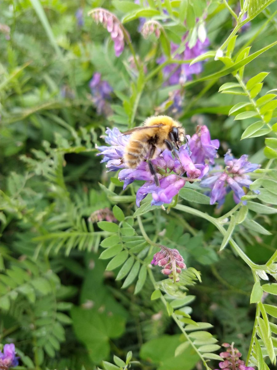 nikkigammans's tweet image. Do you know how to identify the most common #bumblebee species and want to expand your knowledge? On Monday with @KentWildlife I will be running an online intermediate course which covers all UK bumblebee spp ID and ecology @BumblebeeTrust  kentwildlifetrust.org.uk/events/2020-08…