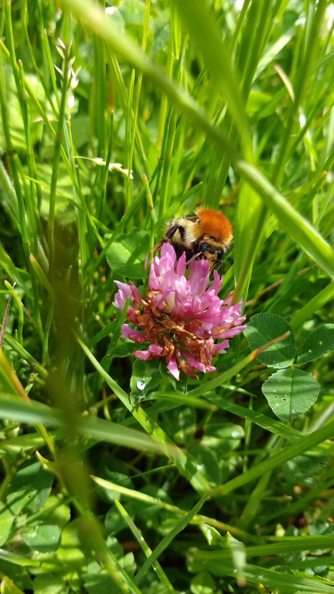 nikkigammans's tweet image. Do you know how to identify the most common #bumblebee species and want to expand your knowledge? On Monday with @KentWildlife I will be running an online intermediate course which covers all UK bumblebee spp ID and ecology @BumblebeeTrust  kentwildlifetrust.org.uk/events/2020-08…