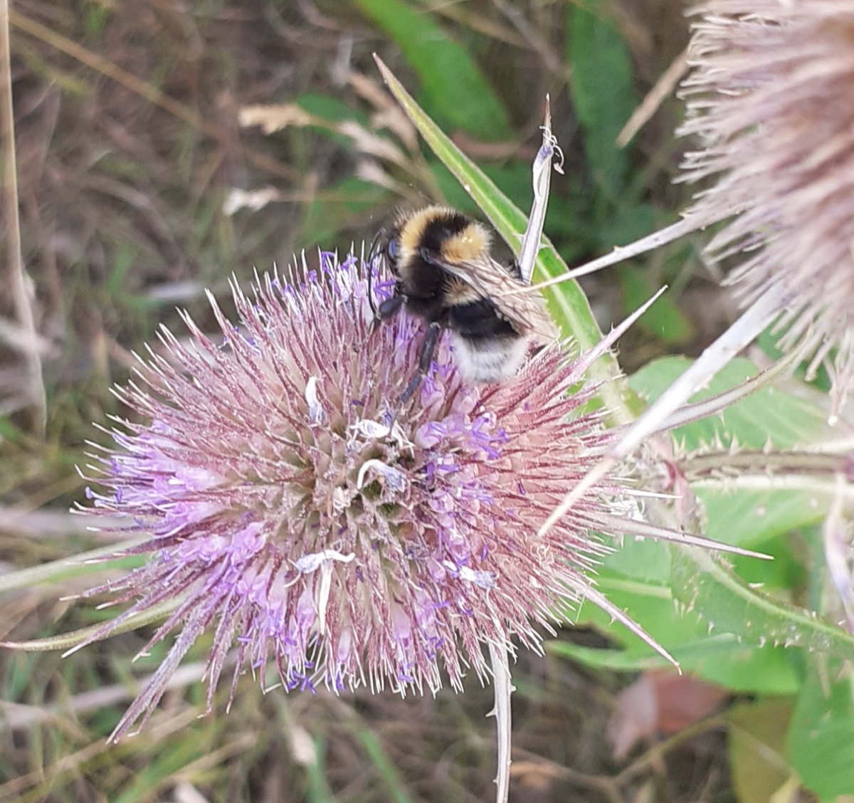 nikkigammans's tweet image. Do you know how to identify the most common #bumblebee species and want to expand your knowledge? On Monday with @KentWildlife I will be running an online intermediate course which covers all UK bumblebee spp ID and ecology @BumblebeeTrust  kentwildlifetrust.org.uk/events/2020-08…