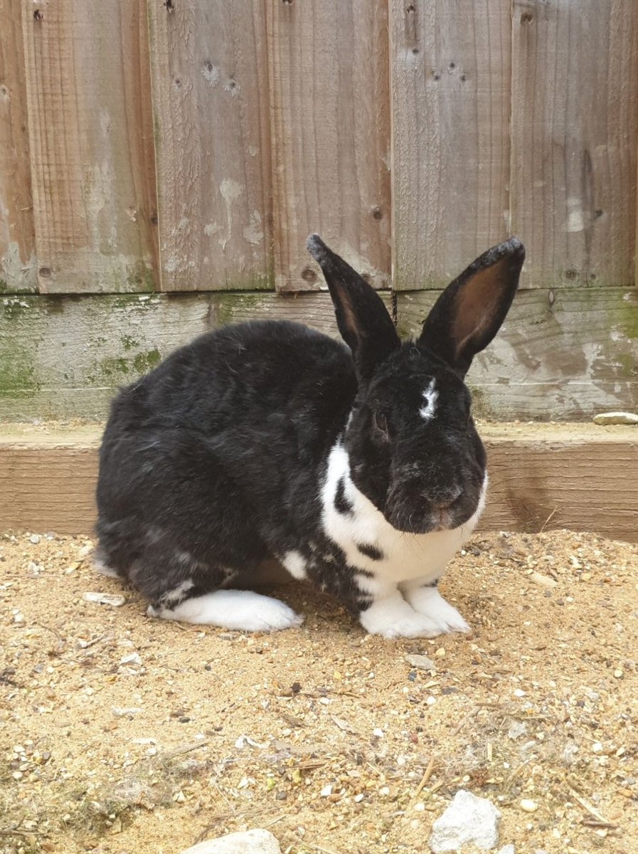 megazorb for rabbits