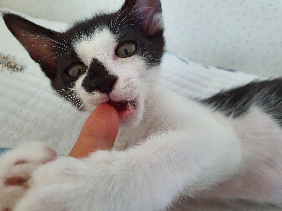 ❤️입양홍보❤️

코에 하트무늬가 있는 유니크한 고영이 힘찬이가 가족을 찾아요! 예쁘고 애교쟁이에 성격마저 좋은데 한달 넘게 문의가 없어서 글 올려봐요😭

#무릎냥 #마중냥 #둘째셋째냥

입양문의는 편하게 DM 주세요.

🔻자세한 정보는 타래로