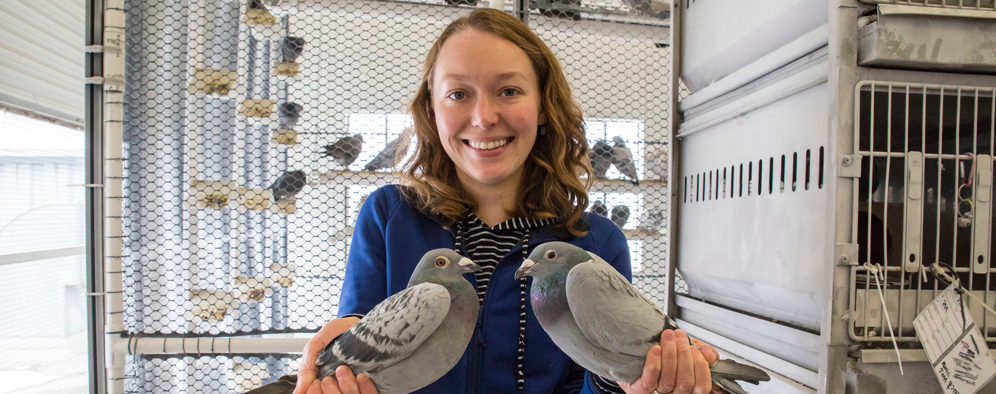 University of Utah School of Biological Sciences (@uofubiology) on Twitter photo New research in <a href="/eLife/">eLife - the journal</a> from Shapiro lab: "We find that both coding and regulatory variation in the same gene drives wing pattern diversity, & post-domestication introgression supplied potentially advantageous melanistic alleles to feral populations of this ubiquitous urban bird." New research in <a href="/eLife/">eLife - the journal</a> from Shapiro lab: "We find that both coding and regulatory variation in the same gene drives wing pattern diversity, & post-domestication introgression supplied potentially advantageous melanistic alleles to feral populations of this ubiquitous urban bird."