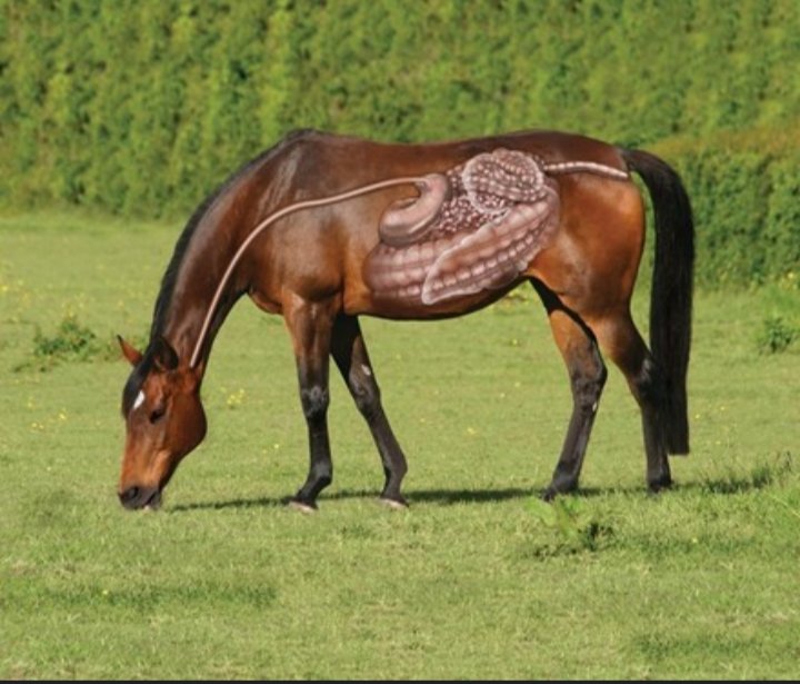 EquineZeolite's tweet image. The more we understand how toxins affect a horses gut, the more we can help

* Pasture 
* Feed (all feed contains toxins)
* Hay 
* Water 
* Environment 

All these contain mycotoxins,  heavy metals and lead.

Equine zeo has the ability to remove these from the horses GI tract