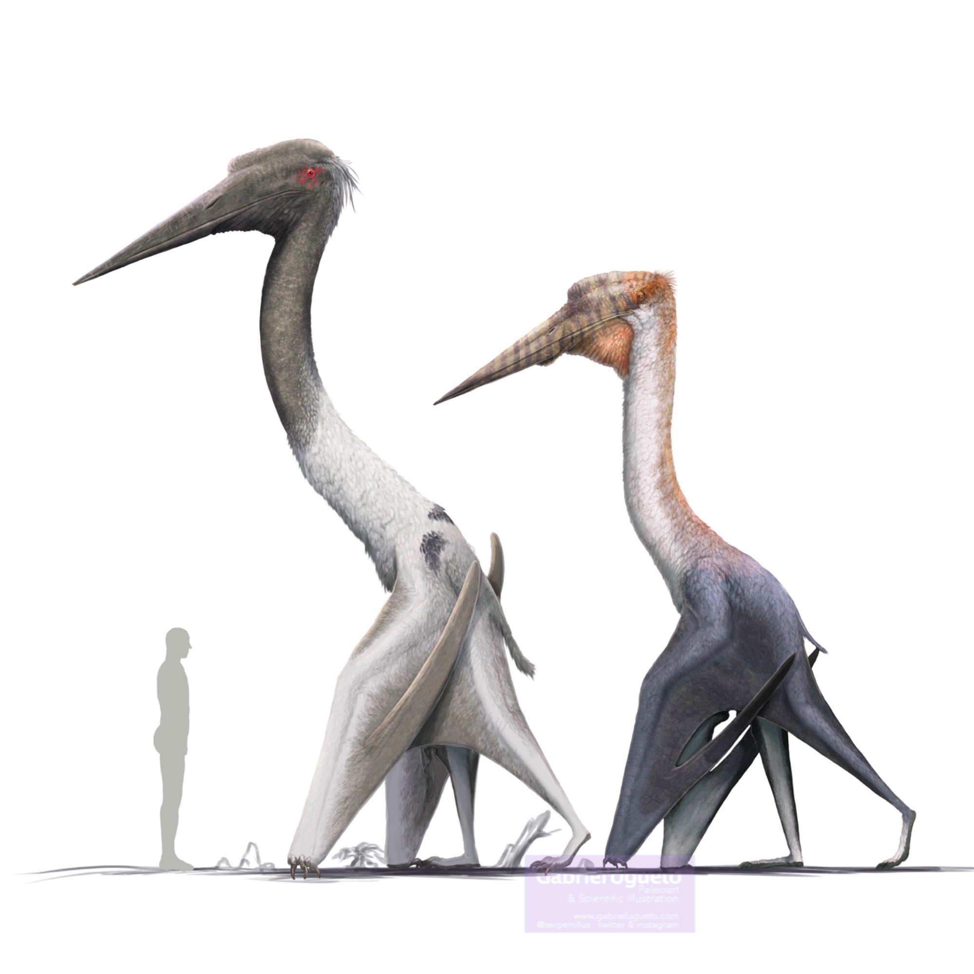 Quetzalcoatlus Size Comparison