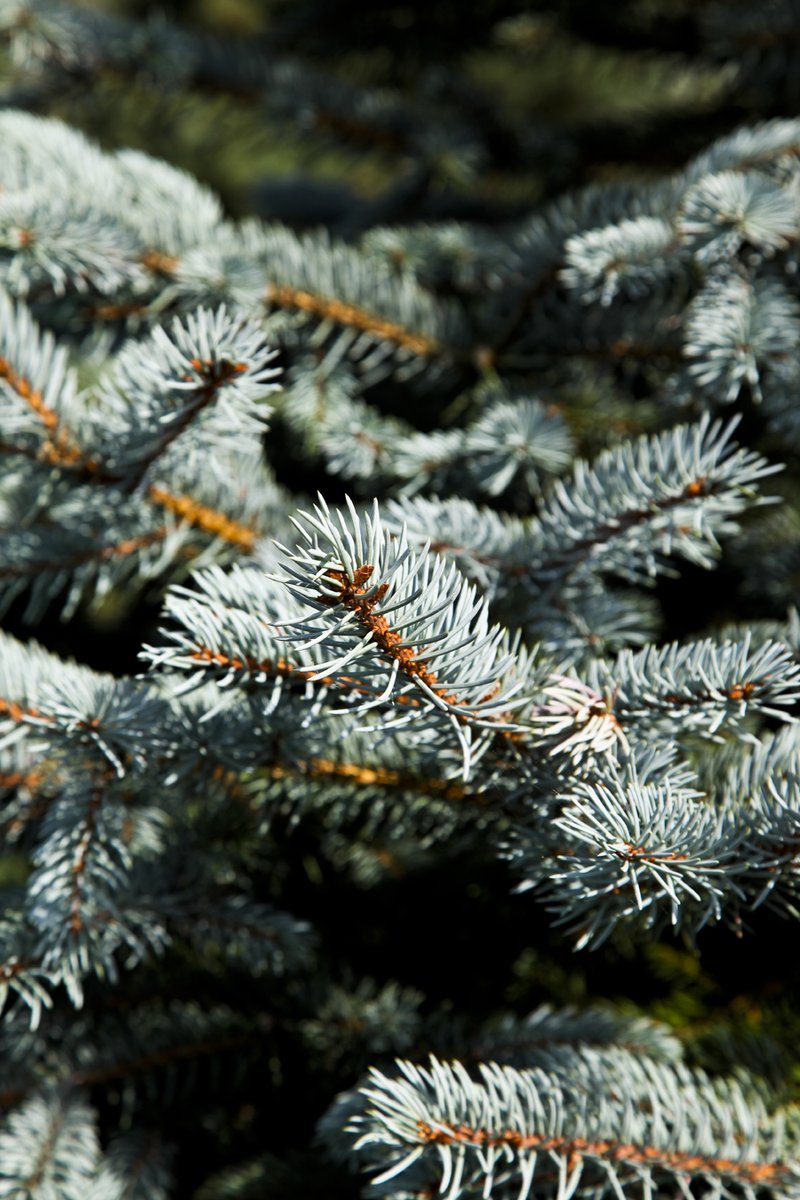 The most popular day to buy a Christmas tree is the first Saturday in December but when do you buy yours? You can find our advice here: bctga.co.uk/info-for-buyer… #Christmastree #Christmas #Keepitreal