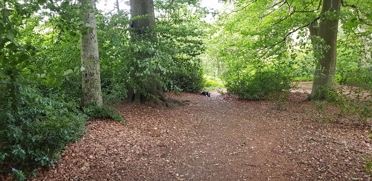 Been out walking the dog at the woods...