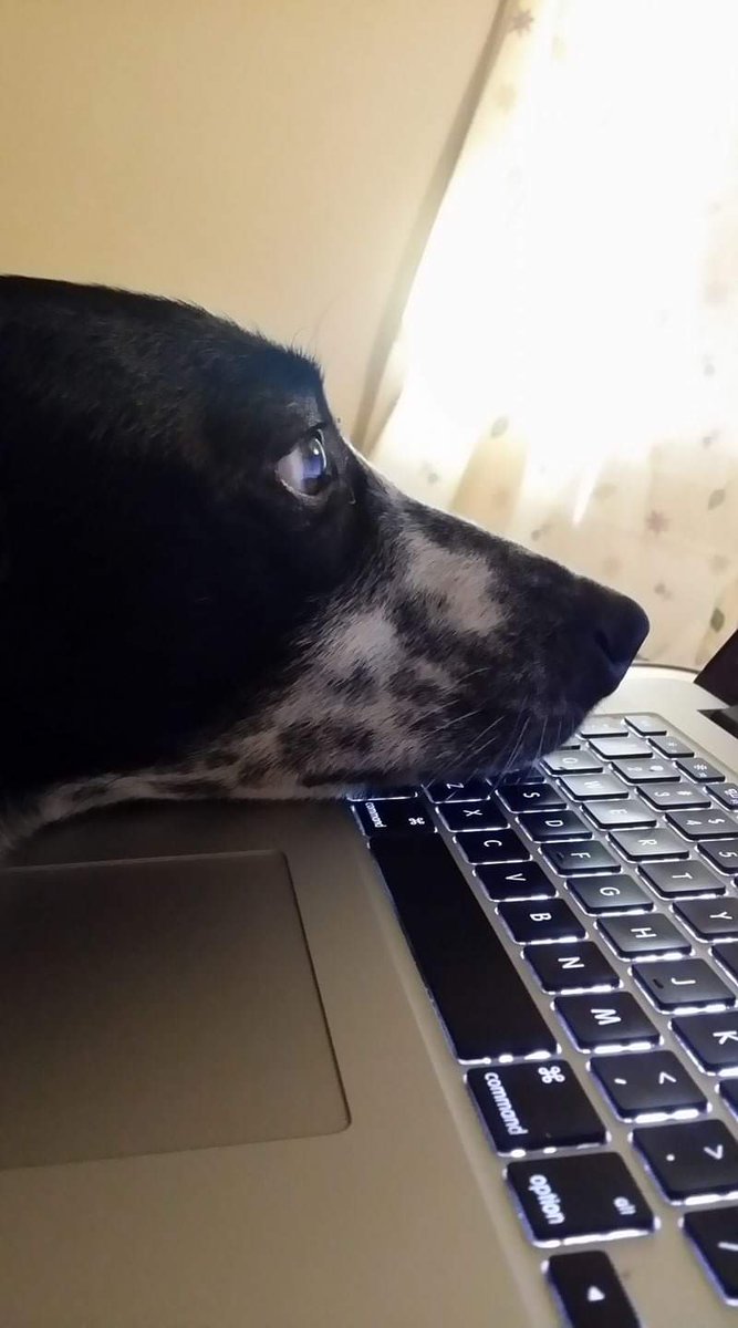 RWillhide's tweet photo. #writerslife #writingcommmunity #author #dogsoftwitter #doglovers #harleyrocks #AdoptDontShop
Do you have an assistant that keeps you company when you write? Post them below. This is Harley and he wants you to know he's the star of one of my books! ❤🐾📚 https://t.co/RAMmnflpHi