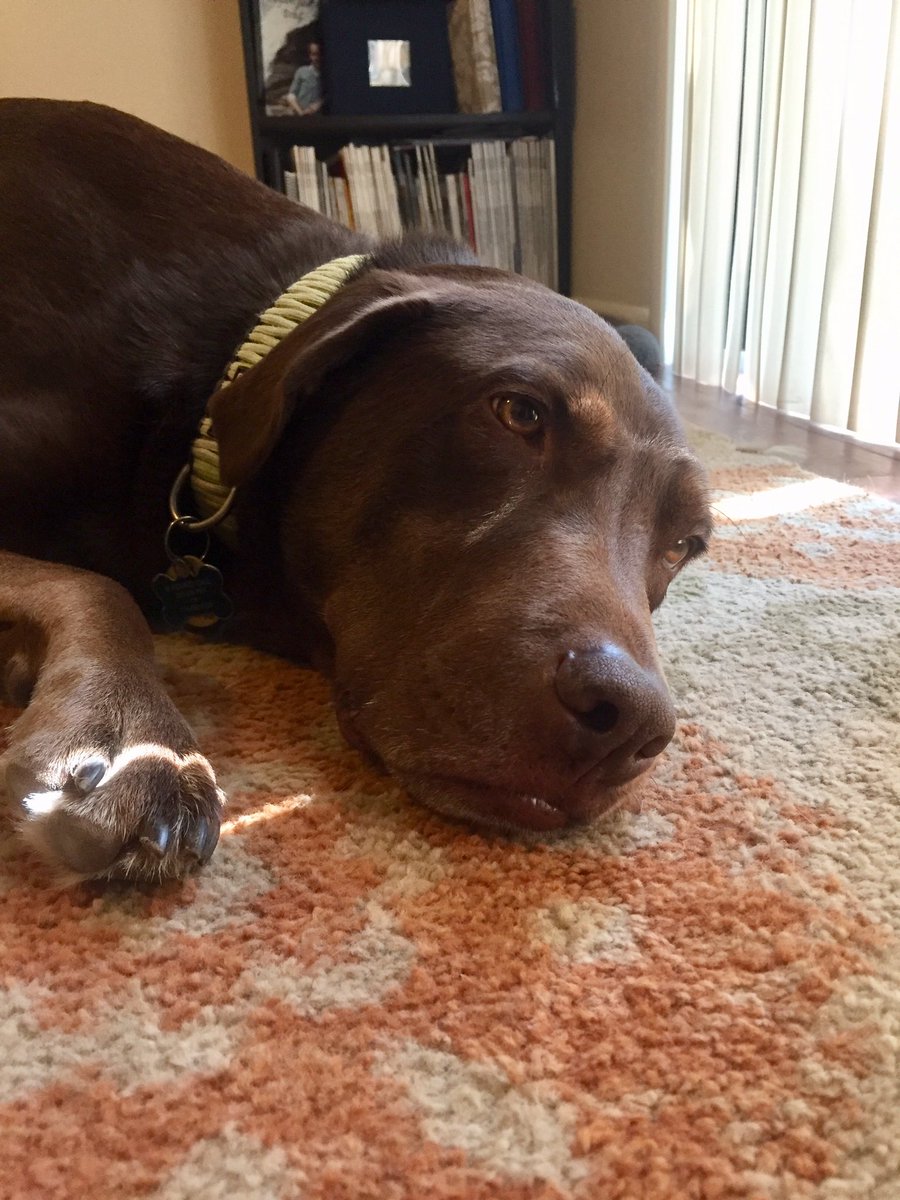 alyb_batgirl's tweet image. I promise I did do my run yesterday for #DogDaysOfSummerStreak #nerdrun, but forgot to post. Here’s a dramatic apology dog. 

Dealing with some hip soreness, so did some yoga this morning &amp;amp; will take this goober for a short run (~1 mile) tonight