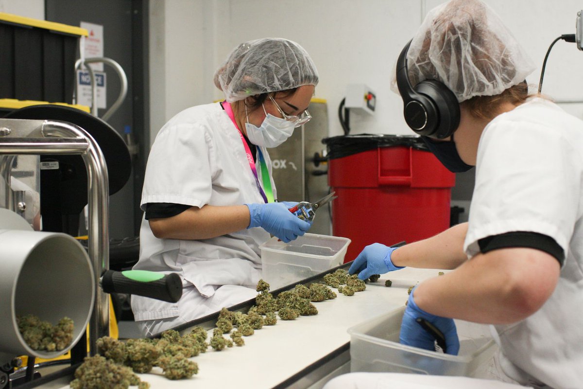 Checking every last nug to make sure it meets MONARCH™ standards!
-
#monarchgrow #plantpeopleplanet #cannabislove #aeroponic #sustainablecannabis #washingtoncannabis #cannabisgrow #cannabisplant #cannabisindustry