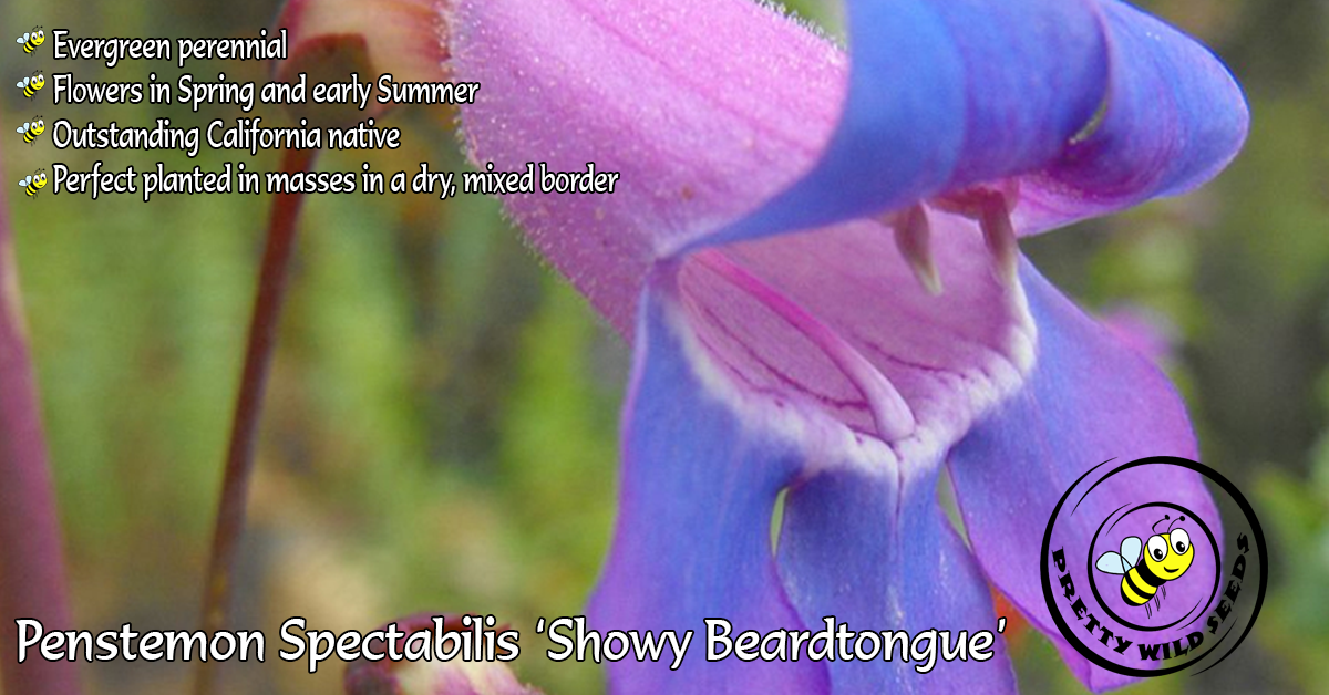 prettywildseeds.co.uk/product/penste…

#showybeardtongue #beardtongue #royalbeardtongue #seed #seeds #growfromseed #garden #gardening #gardens #gardeningclub