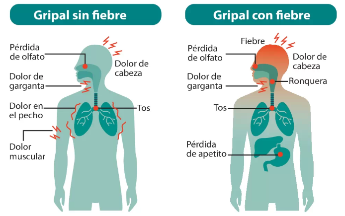 FacMedicinaUC's tweet photo. Gripal sin fiebre, gripal con fiebre, gastrointestinal, y niveles severos 1, 2 y 3. Esos son los 6 cuadros de síntomas con los que ataca el #COVID19. Al respecto habló el Dr. Jaime Labarca junto a @lun 👉 https://t.co/pqzRyaCI7B https://t.co/P2GBeUm6Z8