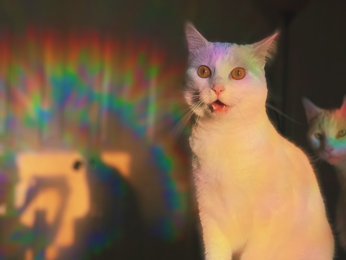 MissBMarie's tweet photo. #WinKittySpring @KittySpring4Cat
We just put rainbow tinting on the windows. Romie is pretty blown away by the colors. https://t.co/niAmNZxgM9