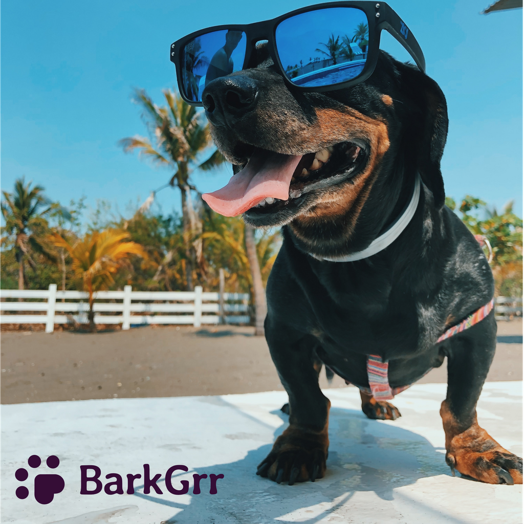 barkgrrllc's tweet photo. Shield your pup’s paws from hot asphalt, which can get hot enough to cook an egg on. Shop protective gear from @Chewy: https://t.co/YVRyn1nAQ8

#barkgrr #pawtner #pawsome #dog #dogs #puppylove #doglife #dealoftheday #photooftheday #instagood #instafollow #instadaily https://t.co/V7CEOwTrW7