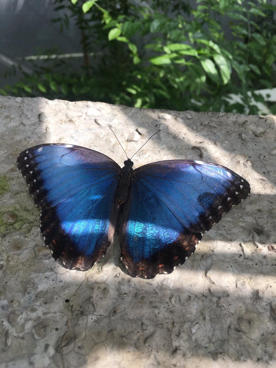 Bsrtht's tweet photo. 🦋 🦋 https://t.co/LNEurHe9Lm