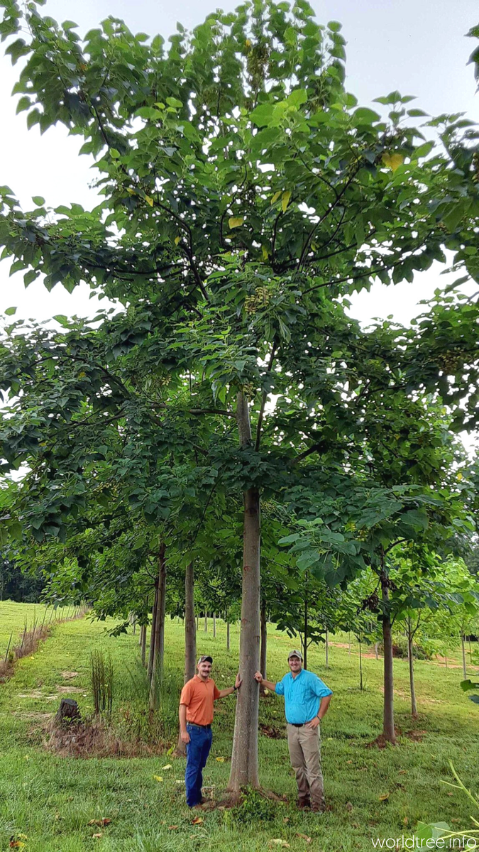 WorldTreeEco's tweet photo. #TreeTuesday with a 4 yo #EmpressSplendor #Paulownia tree in #Alabama 🤩🌳💚 Get involved in #NatureBasedSolutions with #WorldTree &amp; the fastest growing #hardwood in the world! 👉🏼 https://t.co/9QAKQ9vgBm https://t.co/W7OQndhzCR