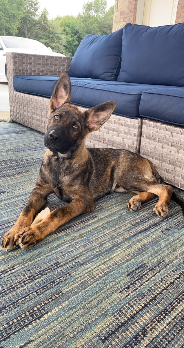 liv_008's tweet photo. 🥺🐾 https://t.co/gQj6axQ80Z