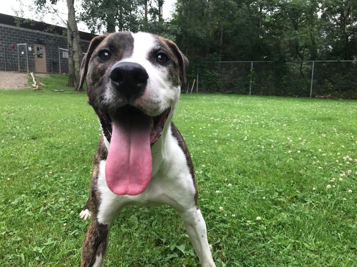 CHQCountyHumane's tweet image. We really want to find a home for Roscoe - check out this video to fall in love with him and then fill out the online adoption application at Chqhumane.org.  youtube.com/watch?v=FwhL1D…