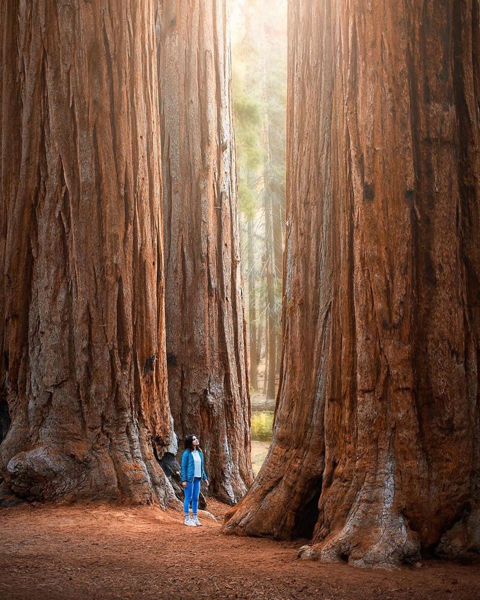 Those trees are huge! 😳😳

📍 Sequoia National Park
.
.
.
#discoverearth  #wildcalifornia #naturephotography #wanderlust #earth_shotz #neverstopexploring #mountains #earthofficial #landscape