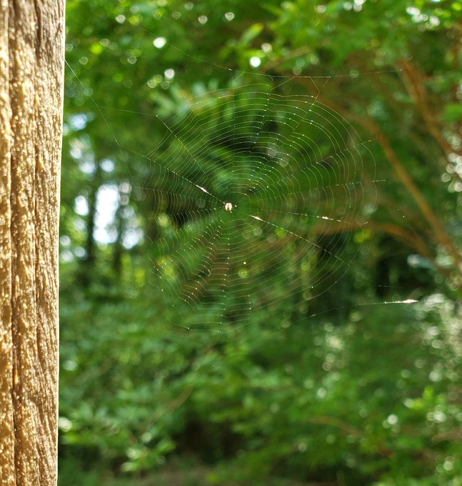 Morning views 🕸🕷 https://t.co/P8mnpmvoMA<a href="/tag/ariesseason"class="tags"><span>#ariesseason</span></a><a href="/tag/itcouldallbesosimple"class="tags"><span>#itcouldallbesosimple</span></a>