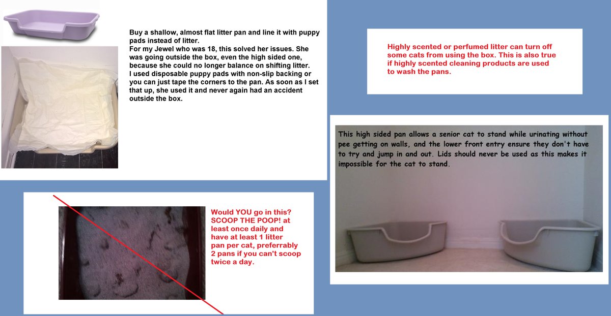 AskMrFrisky's tweet photo. Mr.Friskys Daily #Pet care tip: #Litterbox issues are NOT
"bad behavior".Many #cats abandoned for what's a TREATABLE #UTI, #IBD, #Thyoid #Diabetes #Arthritis (inability to balance)or vision/neuro issue. Also you MUST scoop daily+have at least 1 box per #cat https://t.co/3hXc6jiuNZ