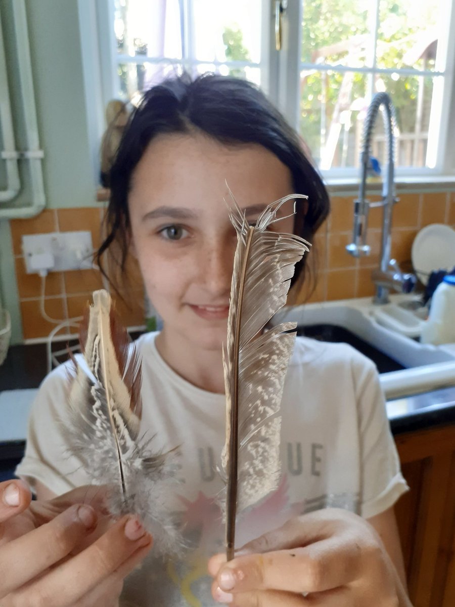 philpw23's tweet photo. @SteveBackshall Hi Steve, my daughter is a big fan, can you help her identify these feathers please.  Thanks Phil and Gracie https://t.co/hWKtXrfT2u