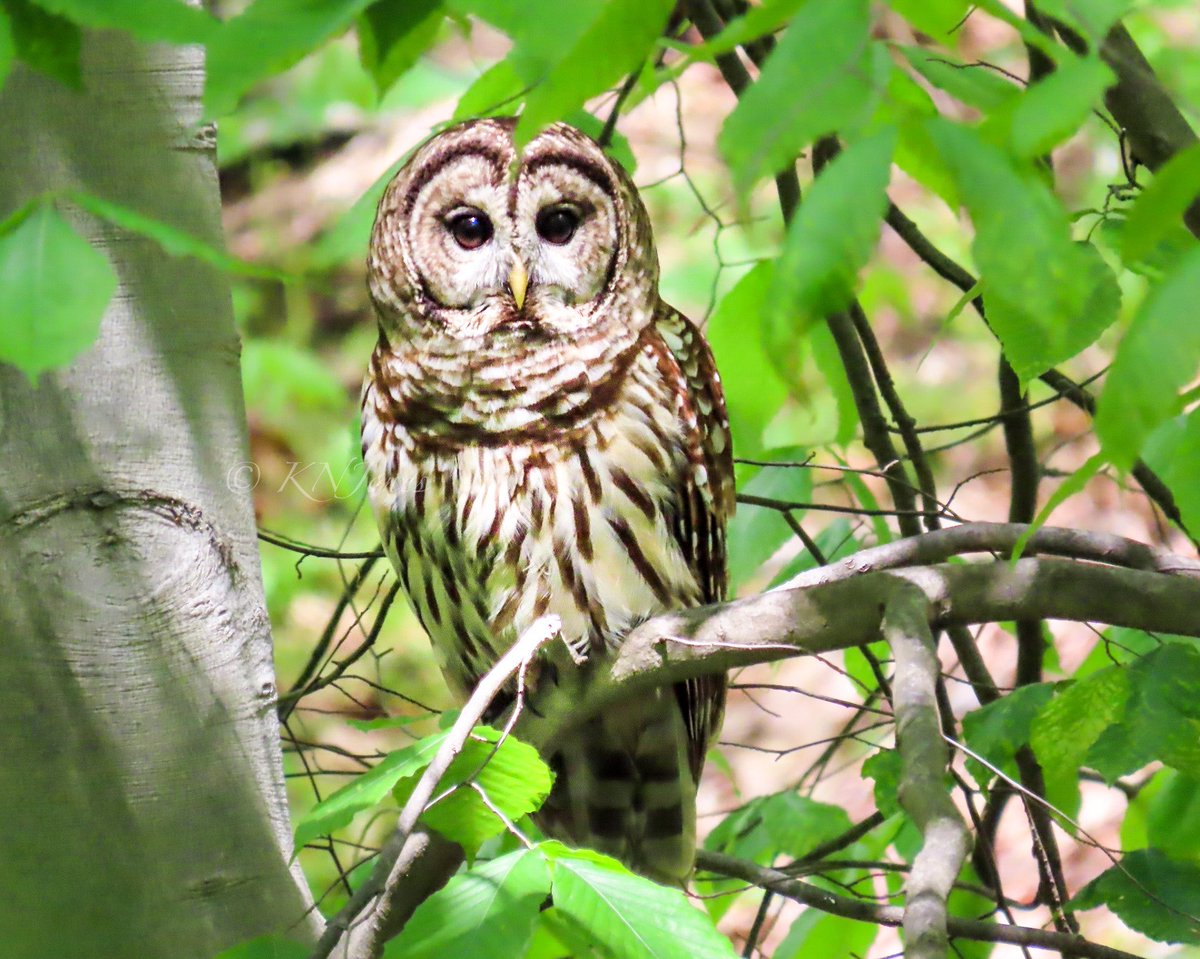 Happy #InternationalOwlAwarenessDay! Barred owls are most active at night/during dawn &amp; dusk, but can also be active during the day when raising offspring or when the weather is overcast. #wildlifephotography #birds #owls #nature