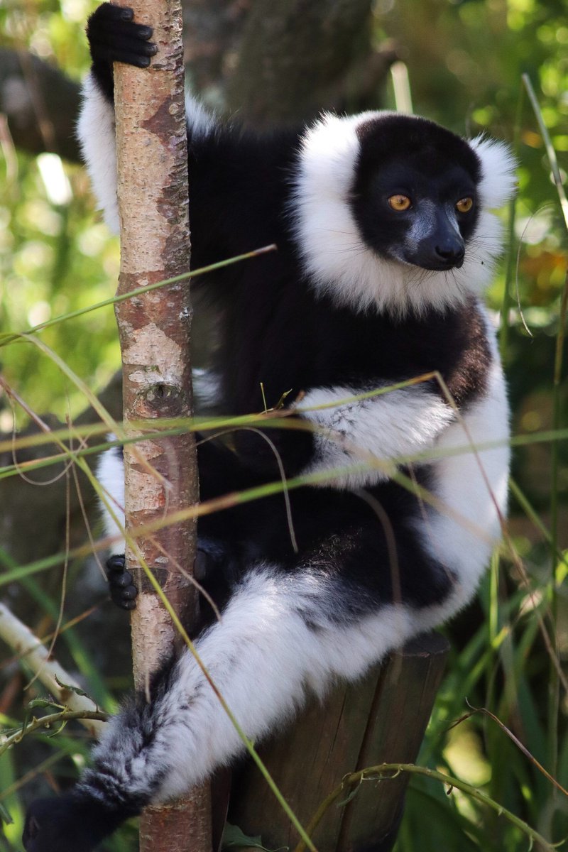 What impact does diet have on lemur cognition? Why do some lemur species have more robust spatial memory than others? This blog post from Katie Hallsten explores fascinating research relating to lemur diet, memory, and cognitive abilities. 

lemurconservationnetwork.org/lemur-diets-an…