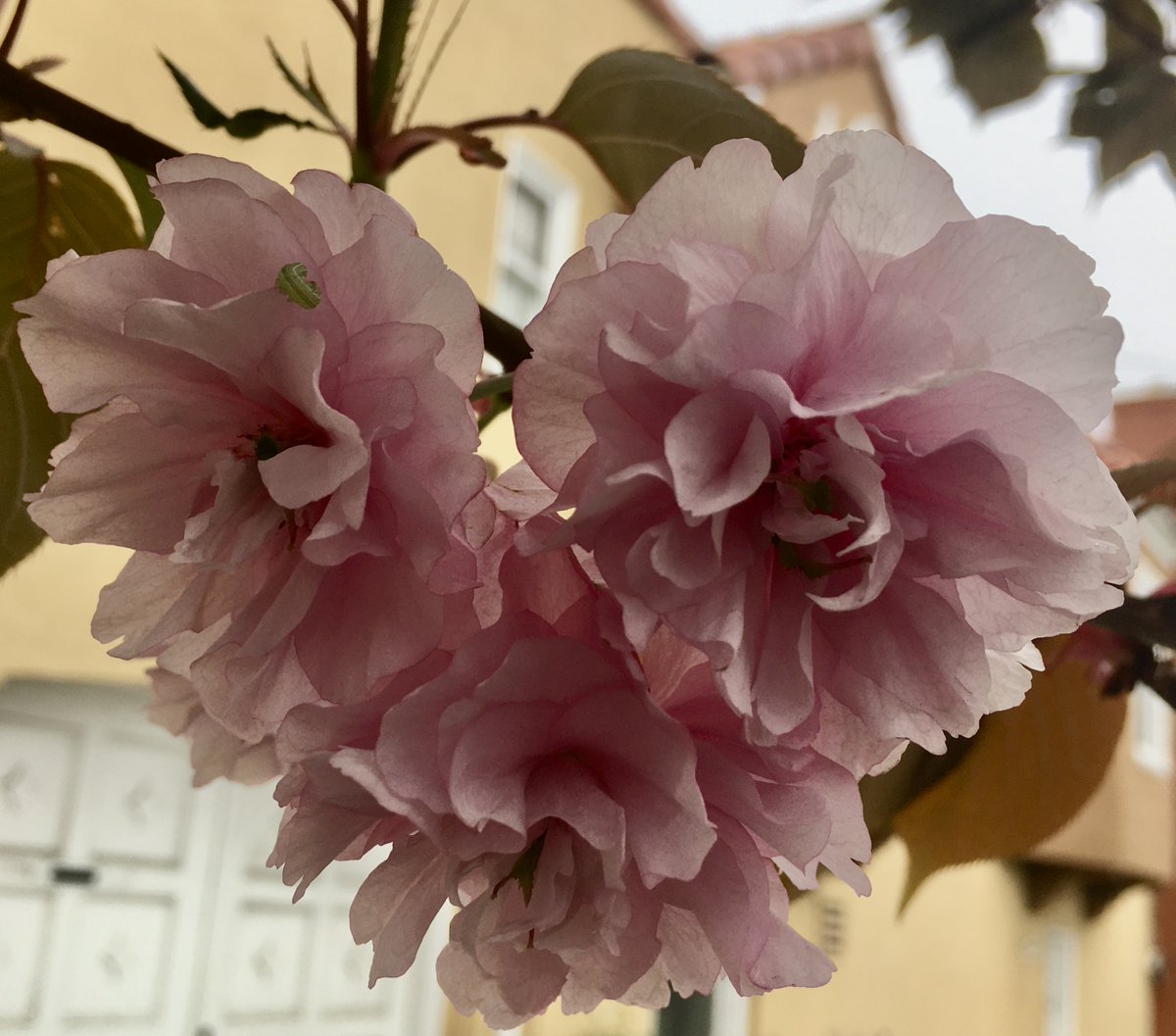 StanfordNeuroPlant tweet media