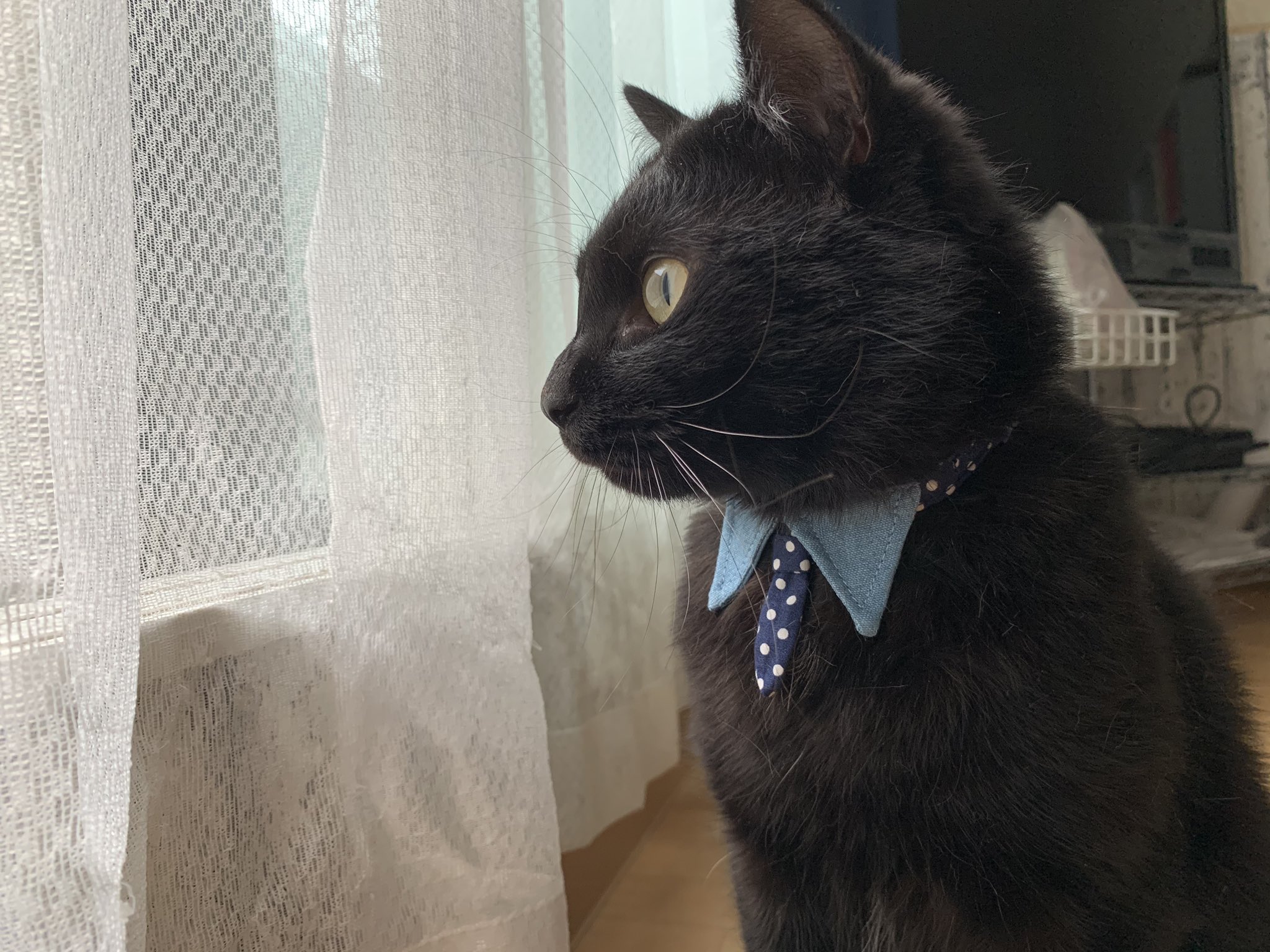 かっこいい猫 Twitter Search Twitter