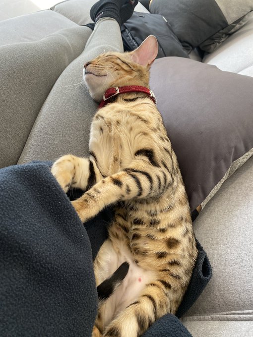 Baby bengals coming soon https://t.co/havQLn8Iuc