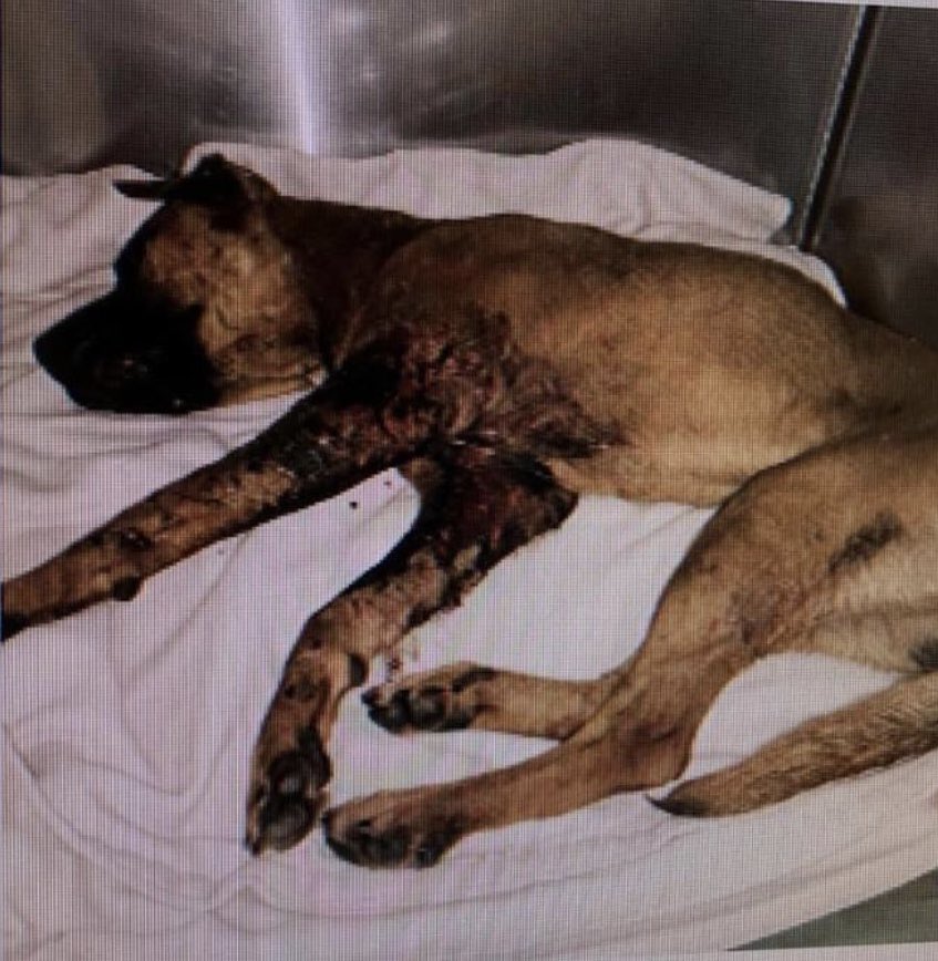 reddogsusie's tweet photo. LOVELL IS SAFELY AT THE VETS!
Thanks to Tails of Hope Rescue-Pls read update-renamed Ray!
Pledge/donations to :
Donations can be called in to: 901-498-9661 Dr Fischer
Pls ref: Ray/Tails of Hope
Or PayPal:tailsofhopedr@yahoo.com
Pls ref: Ray #MASA293
TY!
https://t.co/tEzys5hYYo https://t.co/in9MtfjlZ2