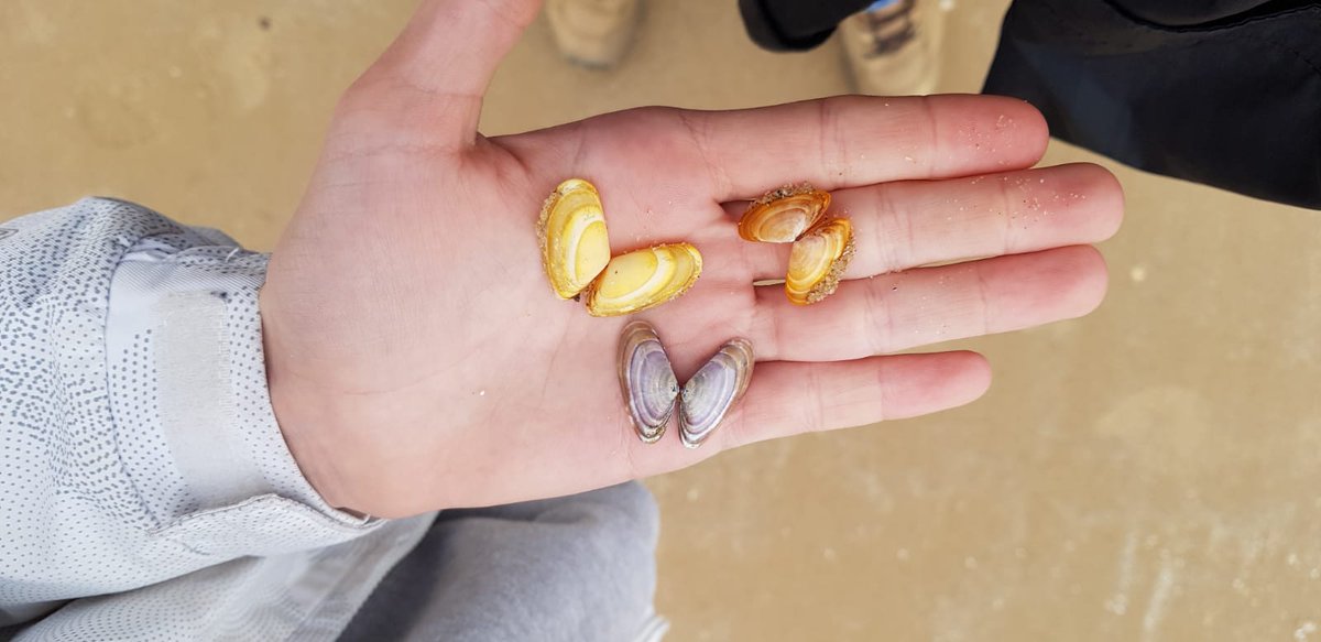 On our angel wings beach today. What do you see? #roseisle