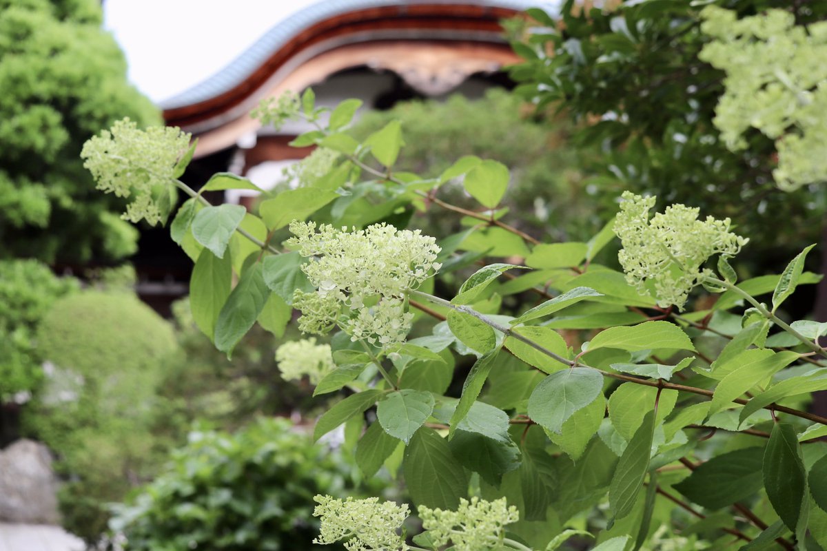 y9dEDLkXxEcfuWn's tweet photo. 咲き始めは楚々と、アジサイ科
#ノリウツギ
山門の脇でずっしり香り高い。
旧暦6月から咲く別名 #ミナヅキ
ピラミッドアジサイとしても出回っているようで沢山の園芸種も。
糊空木という名も春のウツギ属の花が思い出せて嬉しい^ ^
#hydrangea_paniculata
高幡不動尊 7月11日,8月1日 https://t.co/a5I4uZnL5P