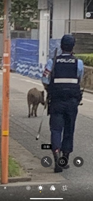 注意 大濠公園 朝にイノシシ出没し現在捕獲作業中 警察いっぱいいる 現地の様子やみんなの反応まとめ まとめダネ