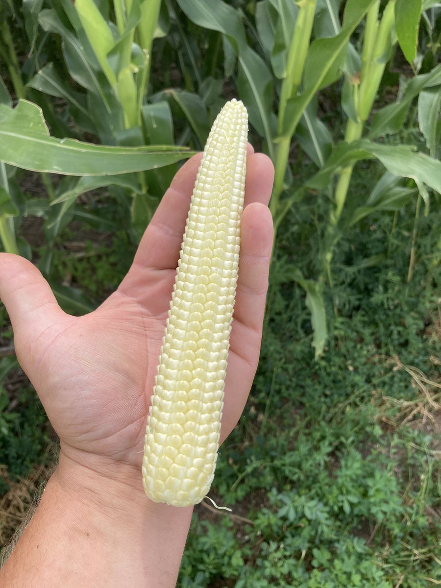 sonnyjim27's tweet photo. This should make some good silage!
#pioneer #P0075AM #cowchow https://t.co/y0tdMt45Ub