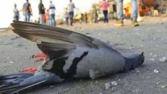 34mo0o's tweet image. اللهم احمي خائفهم واشفي مصابهم وارحم من استشهد منهم واحفظهم بحفظك يارب💔 #بيروت
 #لبنان