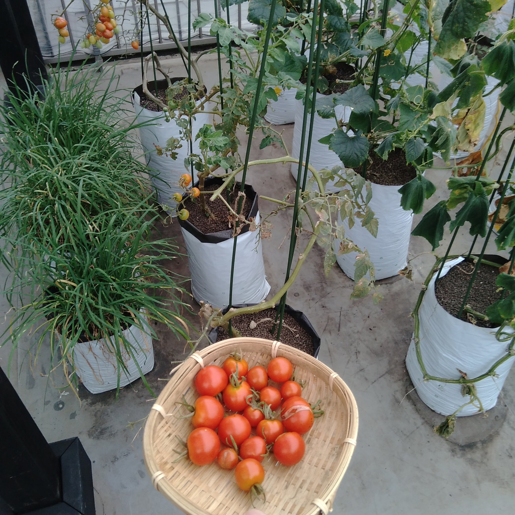 Twitter 上的 袋栽培のtheskyfarmers ついに力尽きました 今シーズンもごちそうさまでした 袋栽培 Plantgrowbags ミニトマト シュガーランプ アタリヤ 収穫 家庭菜園 ベランダ菜園 プランター Theskyfarmers T Co Qqyu1cs8wa T Co